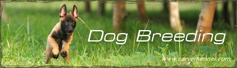 CARVER KENNEL Dog Training | Dog Breeding